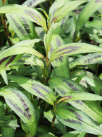 Vietnamese Coriander